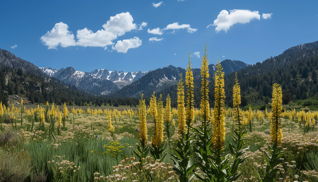 Unveiling the Mystique of Mullein Leaf: Nature's Healing Balm